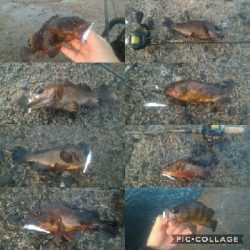 やってきましたメバル＆ガシラポンポン2018